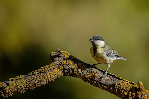 Parus major ou mésange commune est une espèce de passereau de la famille de la mésange