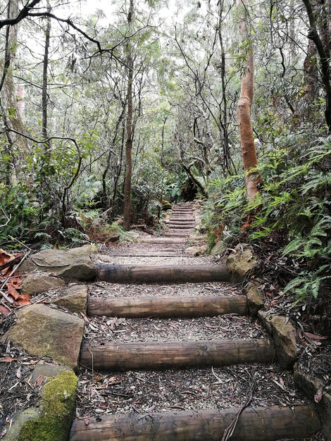 Des pas dans la forêt contre le ciel