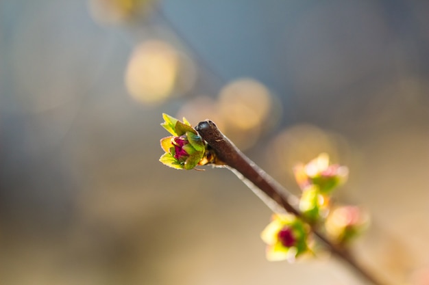 Pas une fleur d&#39;amandier en fleurs sur une branche