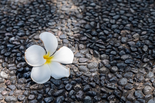 Photo pas de fleur de plumeria fraîche sur le sol