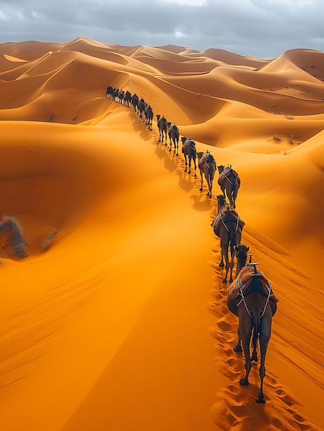 Un passage de caravanes de chameaux à travers les ombres du désert