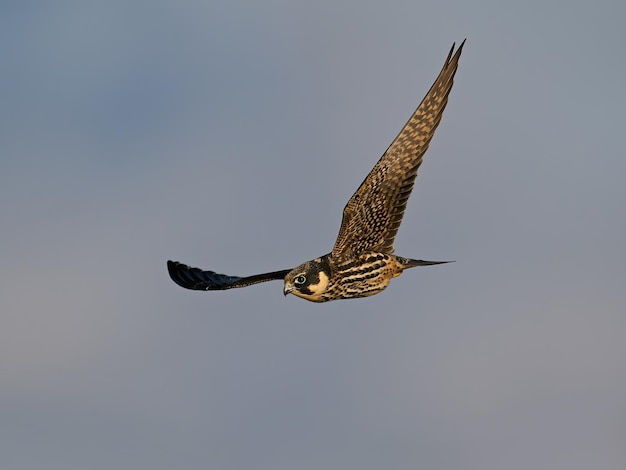 Passe-temps eurasien Falco subbuteo