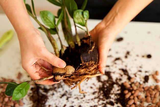 Passe-temps pour cultiver et entretenir des fleurs à la maison