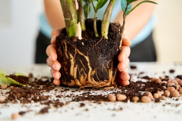 Passe-temps pour cultiver et entretenir des fleurs à la maison