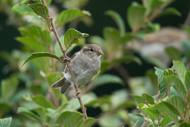 Passer domesticus sur une branche