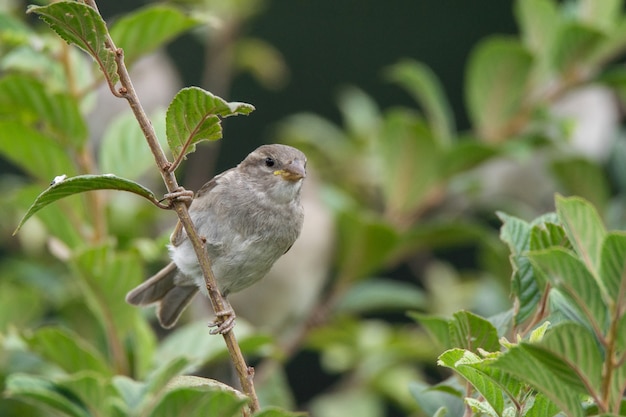 Passer domesticus sur une branche