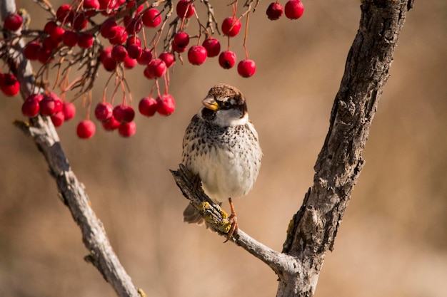 Passer hispaniolensis - Le moineau maure est une espèce de passereau de la famille des Passeridae