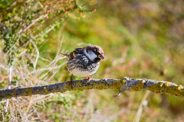 Passer hispaniolensis - Le moineau maure est une espèce de passereau de la famille des Passeridae