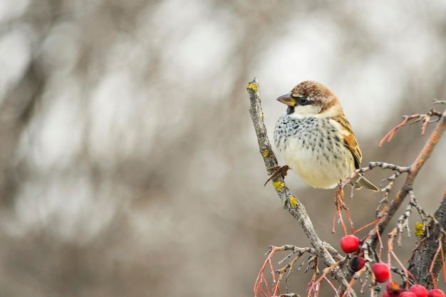 Passer hispaniolensis - Le moineau maure est une espèce de passereau de la famille des Passeridae