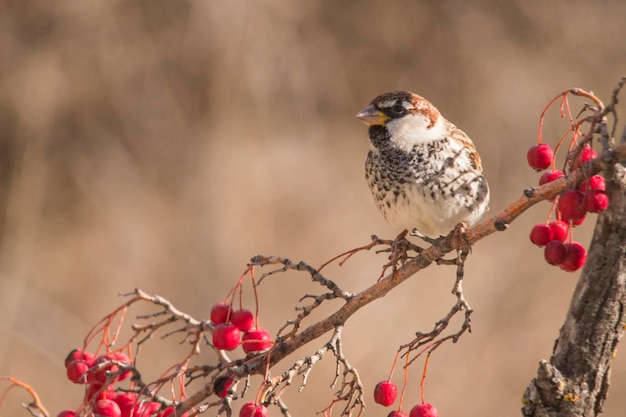 Passer hispaniolensis - Le moineau maure est une espèce de passereau de la famille des Passeridae