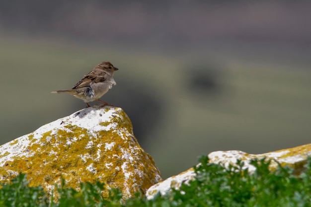 Passer hispaniolensis - Le moineau maure est une espèce de passereau de la famille des Passeridae