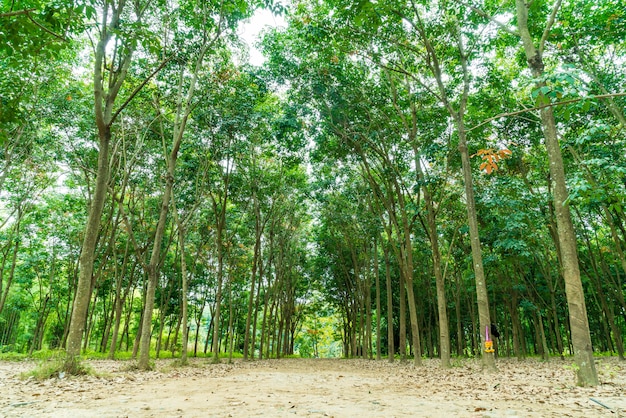 passerelle avec arbre à Chiang Mai, Thaïlande