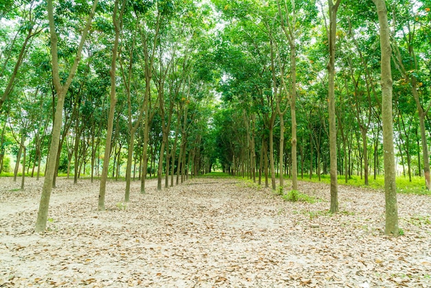 passerelle avec arbre à Chiang Mai, Thaïlande