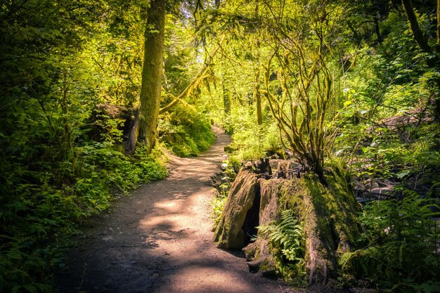 Photo une passerelle au milieu des arbres dans la forêt