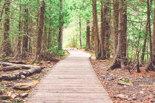 Photo une passerelle au milieu des arbres dans la forêt