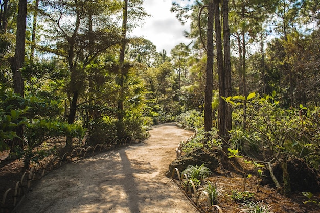 Une passerelle au milieu des arbres dans la forêt