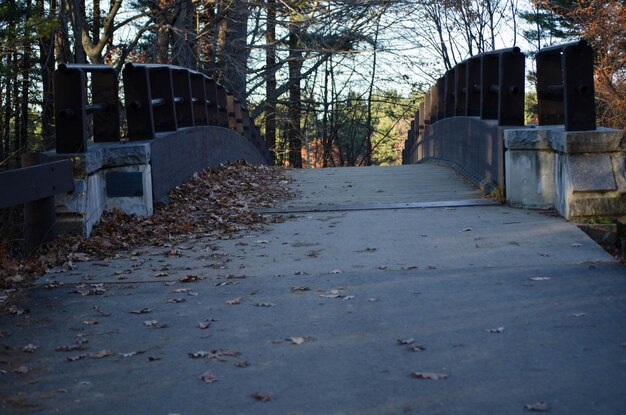 Photo une passerelle au milieu des arbres