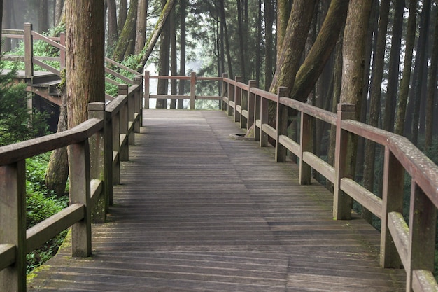 Photo la passerelle de bois dans la forêt d'alishan au parc national d'alishan, taiwan.