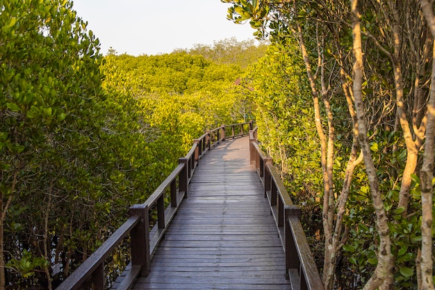 Passerelle en bois dans la forêt de mangrove