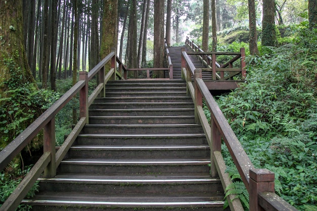 La passerelle de bois dans le parc national alishan à Taiwan