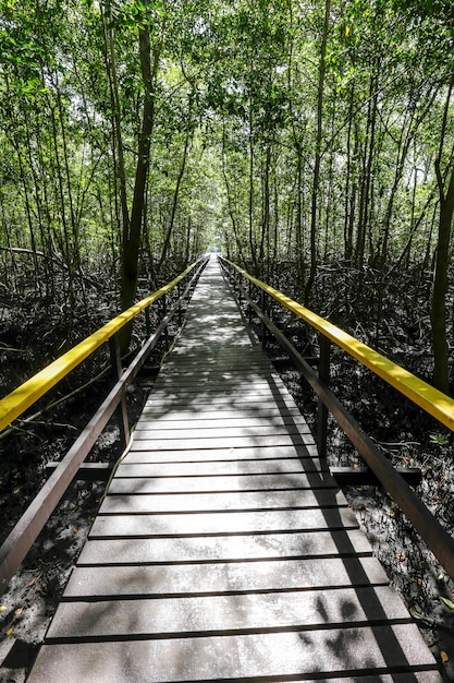 Passerelle en bois entre la mangrove