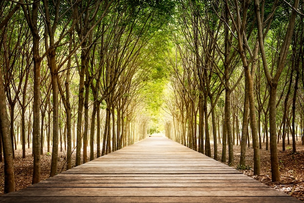 Passerelle en bois et hévéa