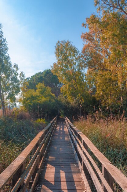 Passerelle en bois près de l'étang