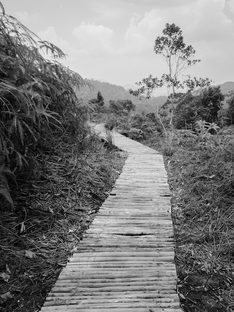 Passerelle en bois à travers une forêt