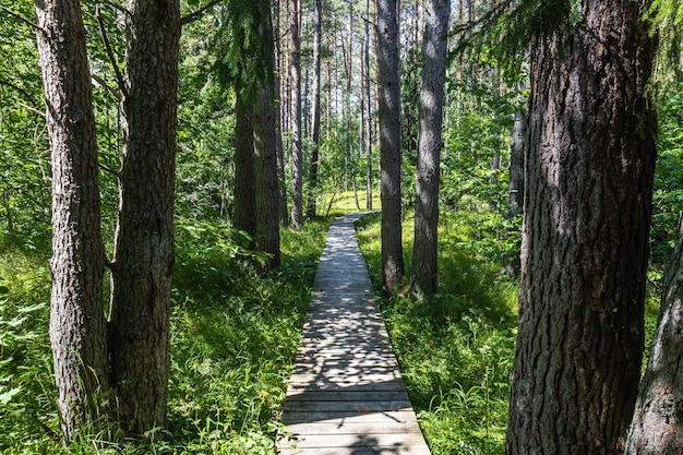 La passerelle en bois traverse une forêt à White dune ou Balta kapa près de la mer Baltique en Lettonie