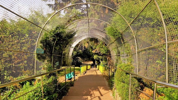 Passerelle ou chemin menant aux points de vue au sommet du sommet de Doddabetta depuis la maison du télescope