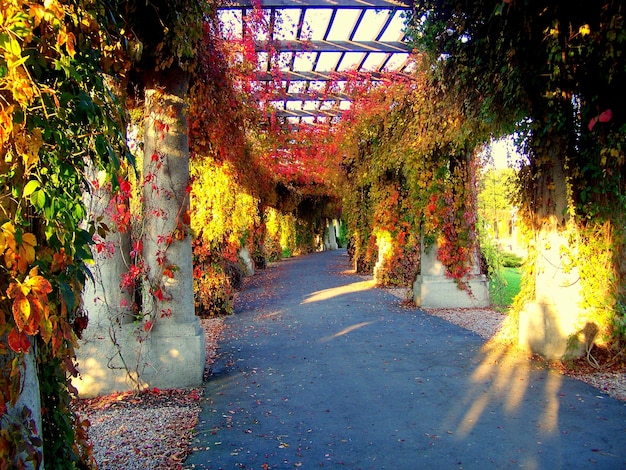 Photo une passerelle couverte dans le parc en automne