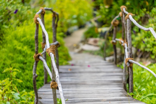 Passerelle dans une forêt tropicale sauvage, pont en bois et fond de nature floue