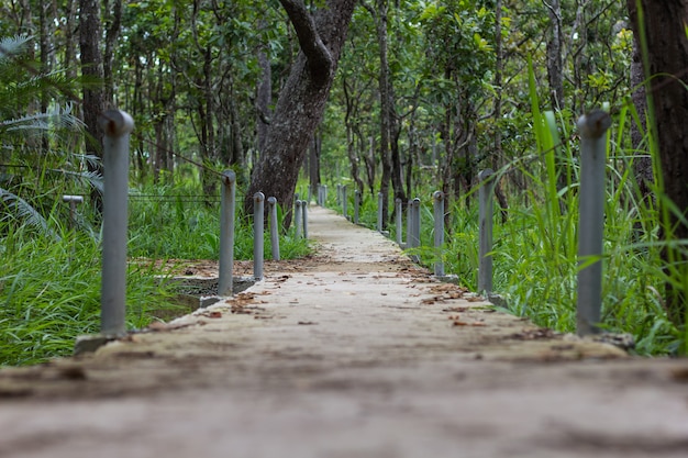 Passerelle en forêt