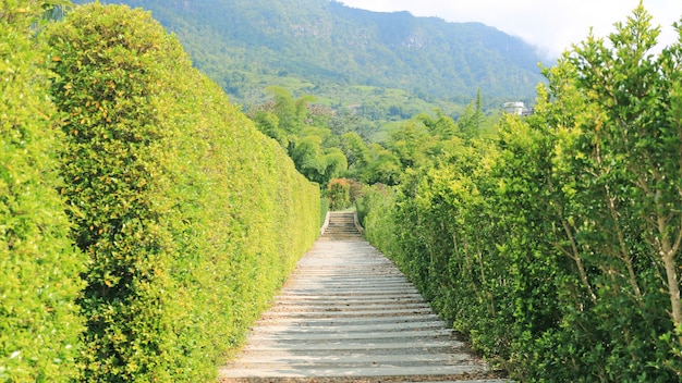 Passerelle Avec Mur D'arbre à Côté Dans Le Jardin.