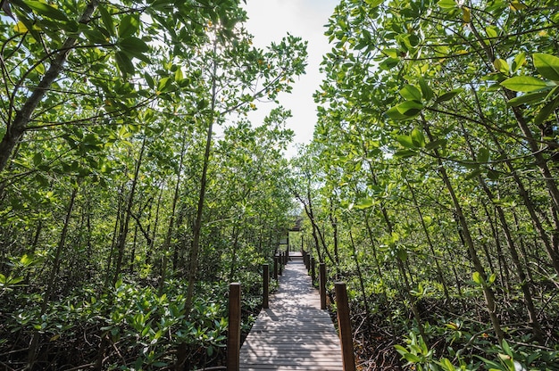 Passerelle de pont en bois à la baie de Kung krabaen Forêt de mangrove à la ville de chanthaburi en thaïlande.