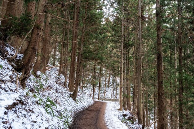 La passerelle Yumichi est une petite passerelle entourée d'arbres menant au parc des singes de neige de Jigokudani au Japon.