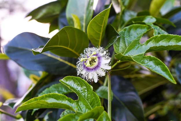 Passiflora edulis ou fleur de fruit de la passion poussant à Da Lat Vietnam