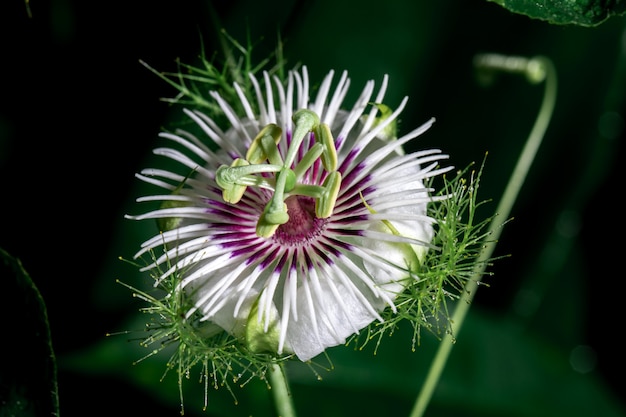 Passiflora foetida blanche