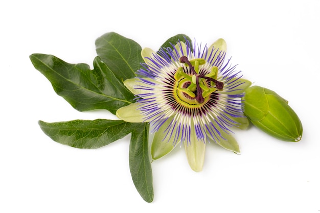 Passiflora incarnata sur fond blanc