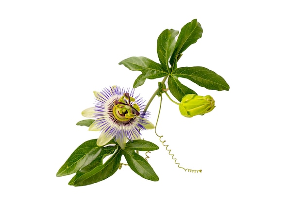 Passiflora incarnata sur fond blanc