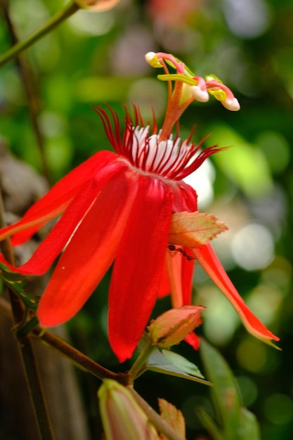 Passiflore vitifolia. Libre de fleur de passion rouge parfumée. soleil du matin. fond naturel.