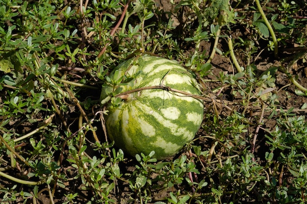 Pastèque dans le domaine