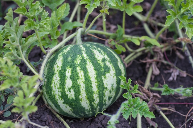 Pastèque dans un potager