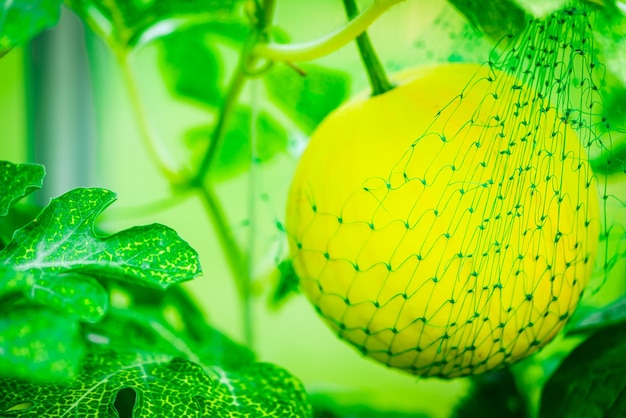 Pastèque qui pousse dans le jardin