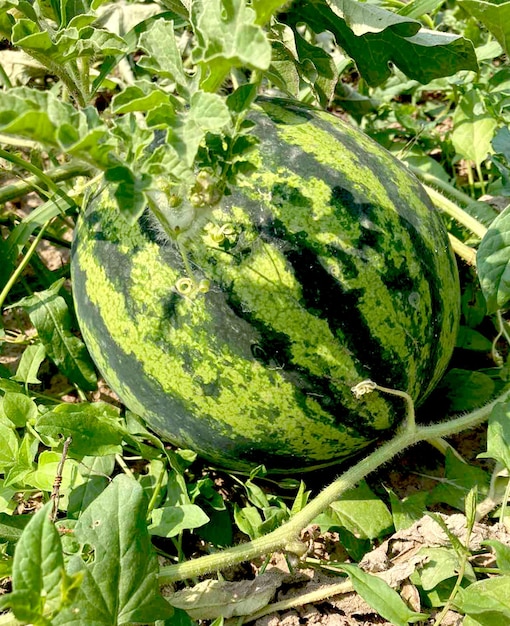 Pastèque rayée sur le terrain pendant la maturation.