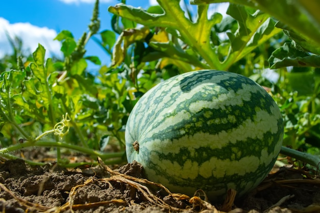 Pastèque rayée sur le terrain pendant la maturation