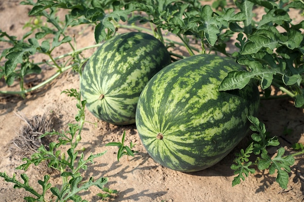 Pastèque verte fraîche de pastèques mûres dans un champ.