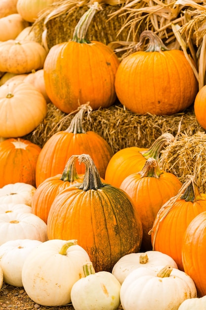 Patch de citrouille aux beaux jours d'automne.