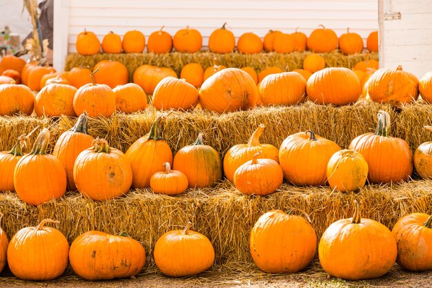 Patch de citrouille aux beaux jours d'automne.