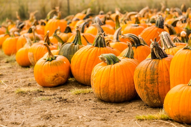 Patch de citrouille aux beaux jours d'automne.